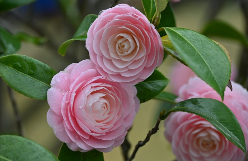 Pink Camellias 