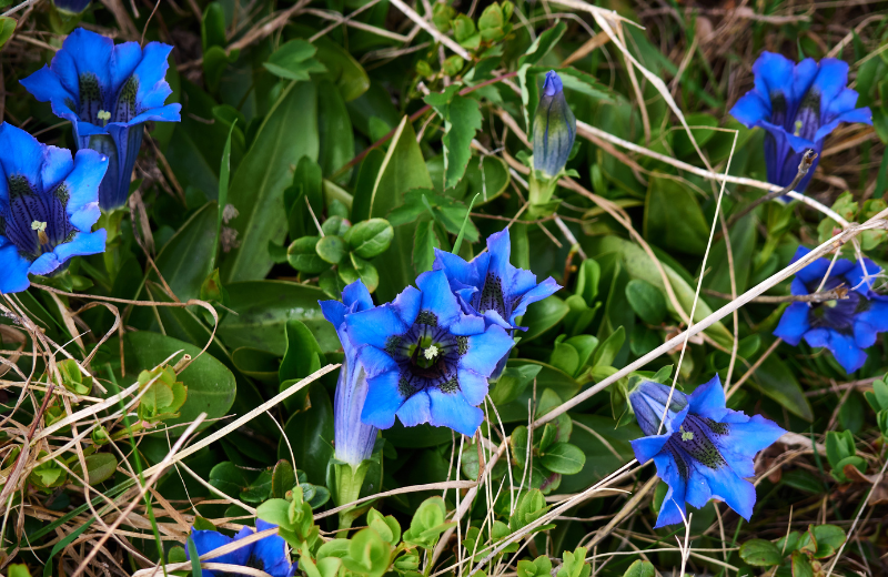 blue Gentian