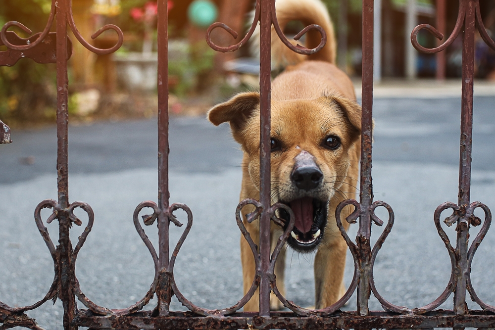 Is It Okay for My Dog to Bark in the Garden?