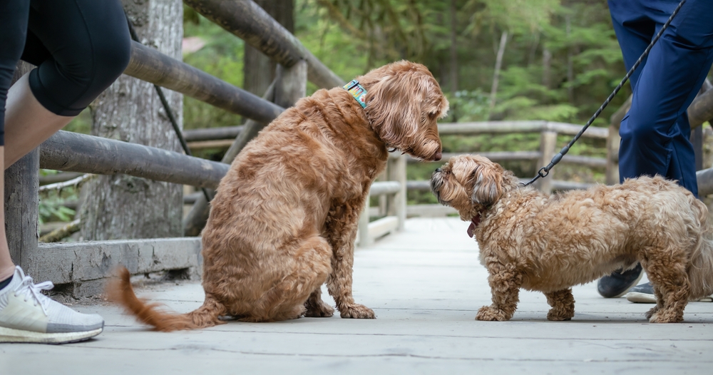 Two dogs meeting in a park