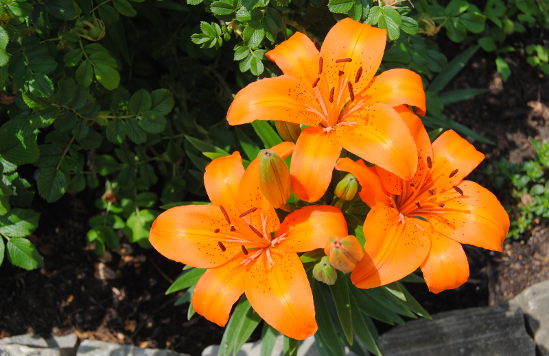 orange lily flowers