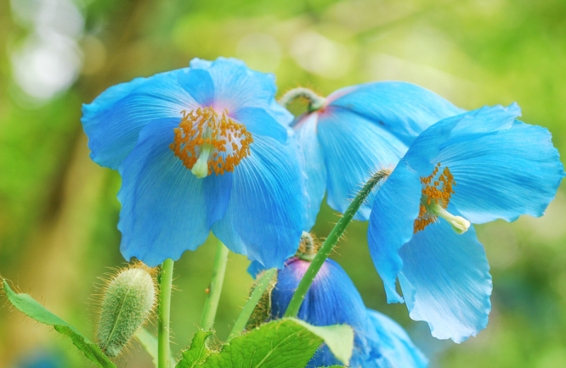 blue poppy