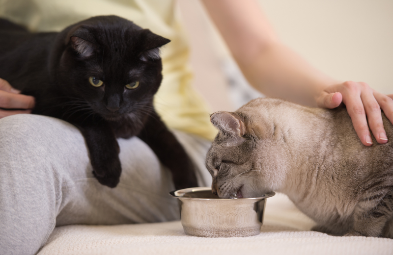 Two cats being supervised by their owner
