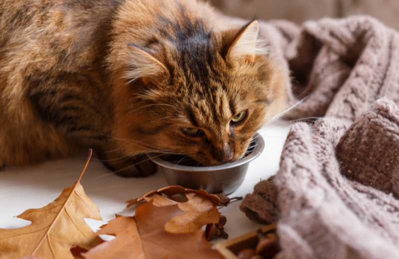 What Kind of Bowls Cause Whisker Fatigue