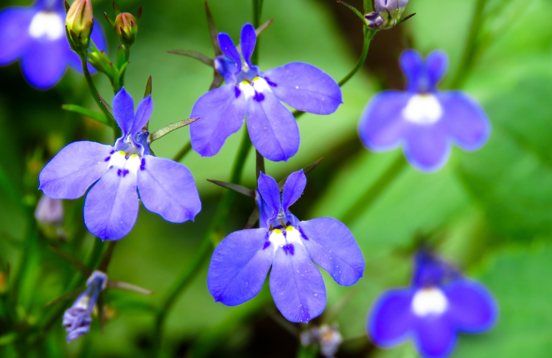 blue Lobelias