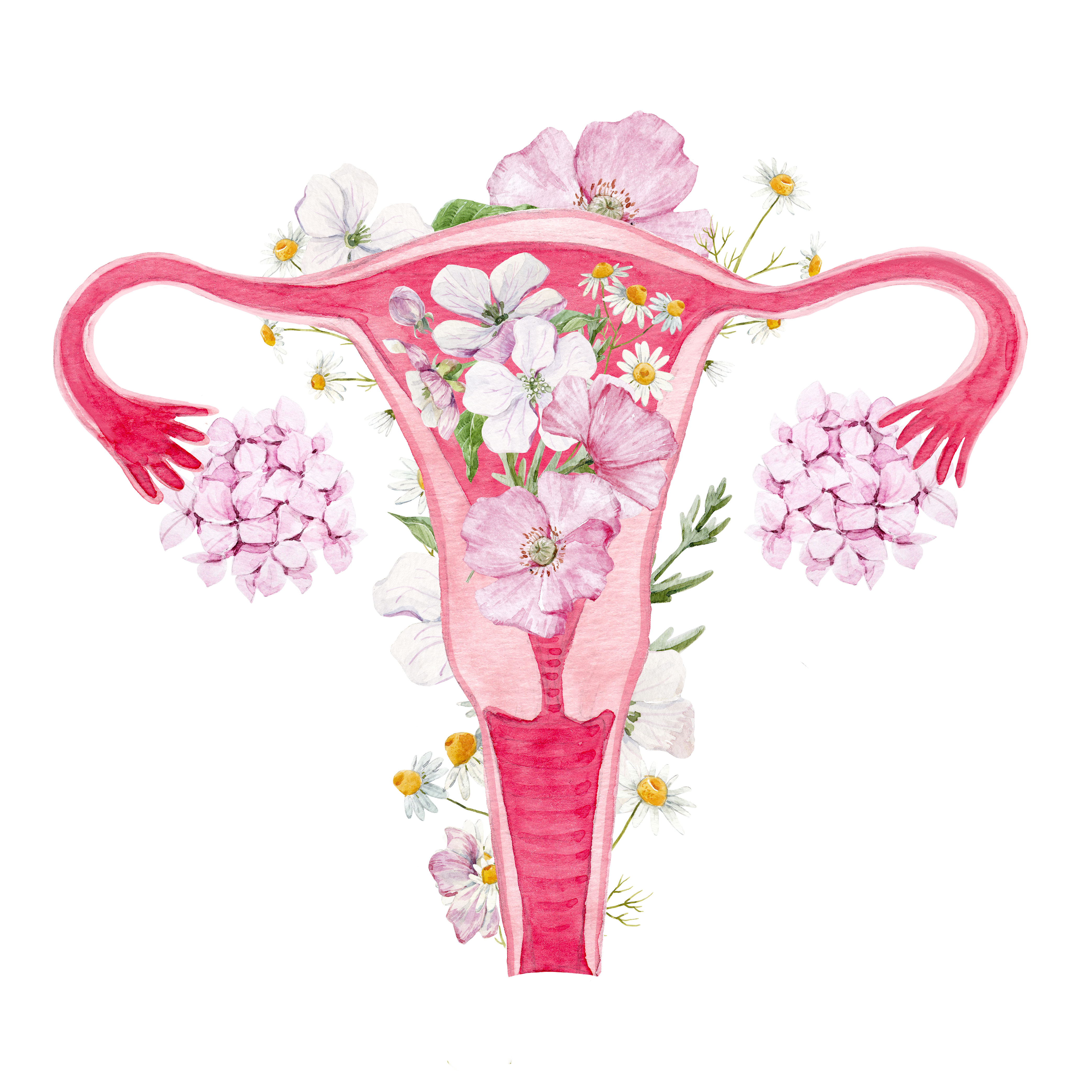 Beautiful drawing of a pink womb with flowers