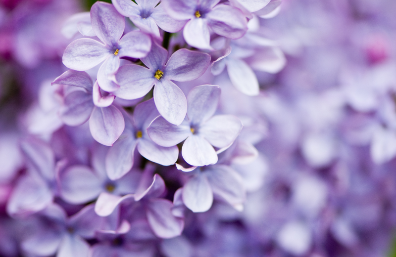 lilac flowers