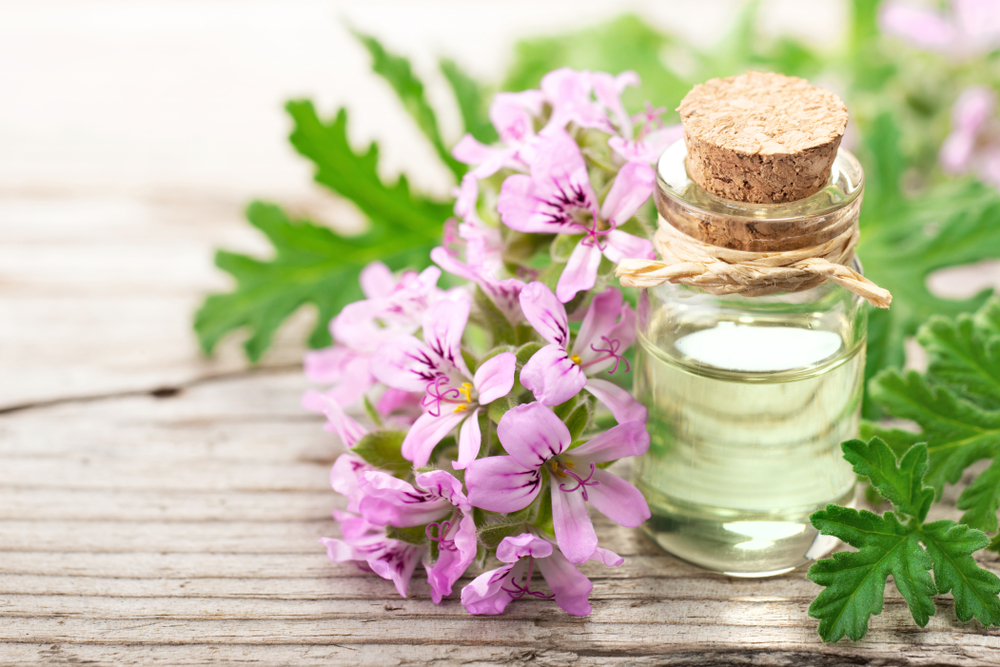 Geranium next to a bottle of oil