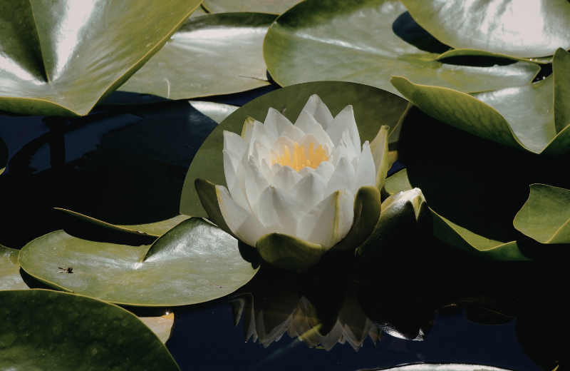 lotus flower in pond