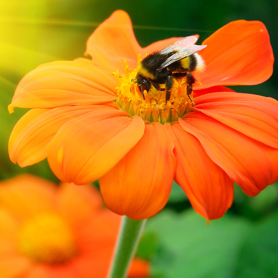 A bumble bee on an orange flower.