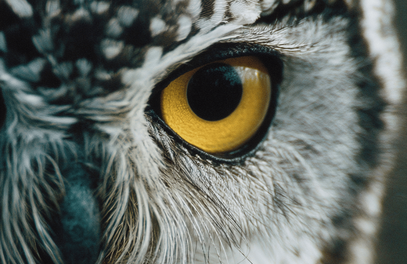 What Does an Owl Tattoo Symbolise?