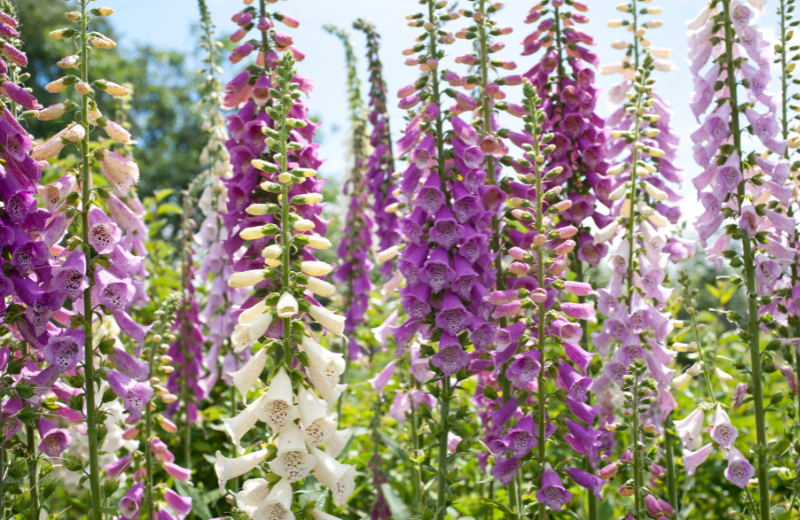 purple Foxgloves