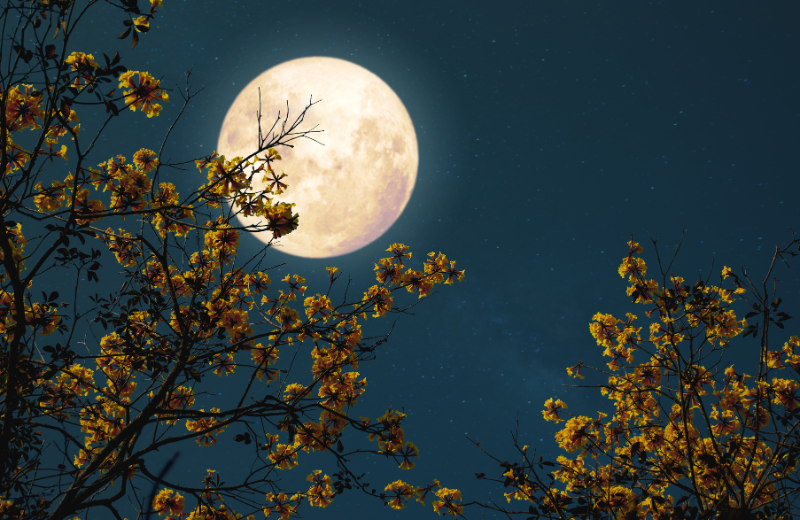 What is a Leo Moon?
