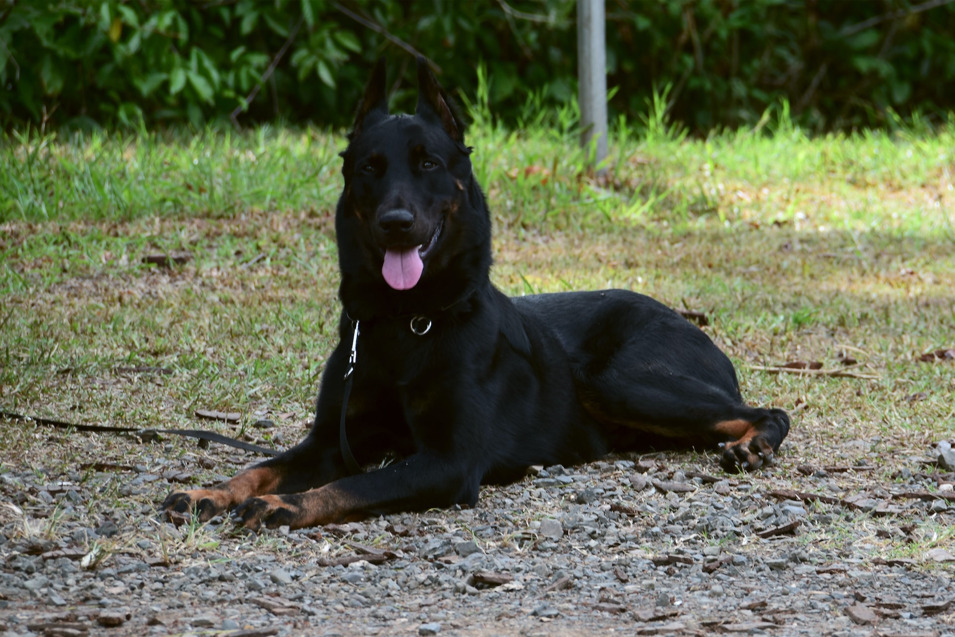 Beauceron