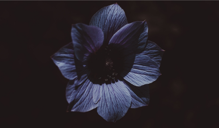 Black Anemone