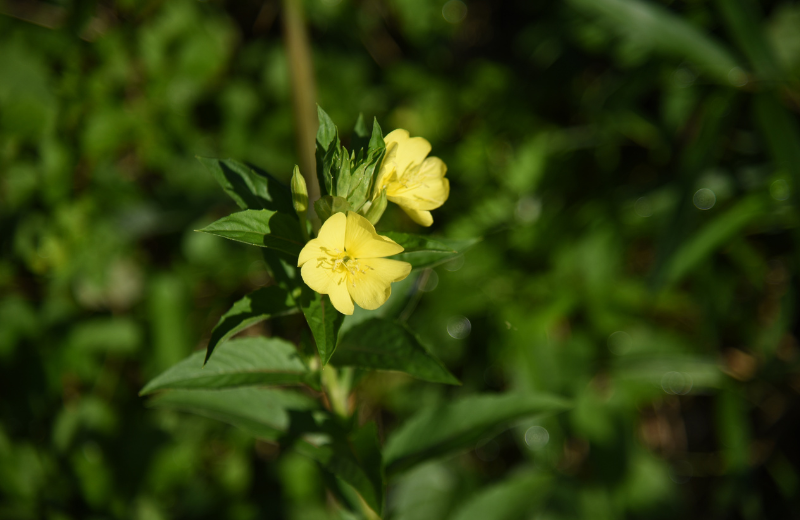 yellow evening primrose