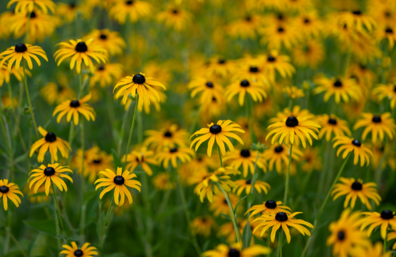Black-Eyed Susans in field