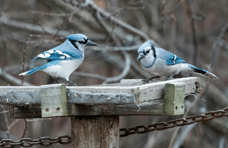 Two blue jays