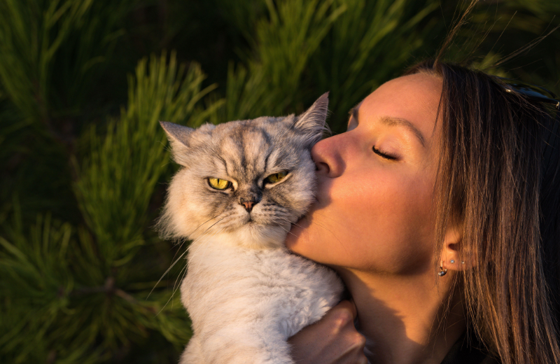 Which Cat Breeds Live the Longest