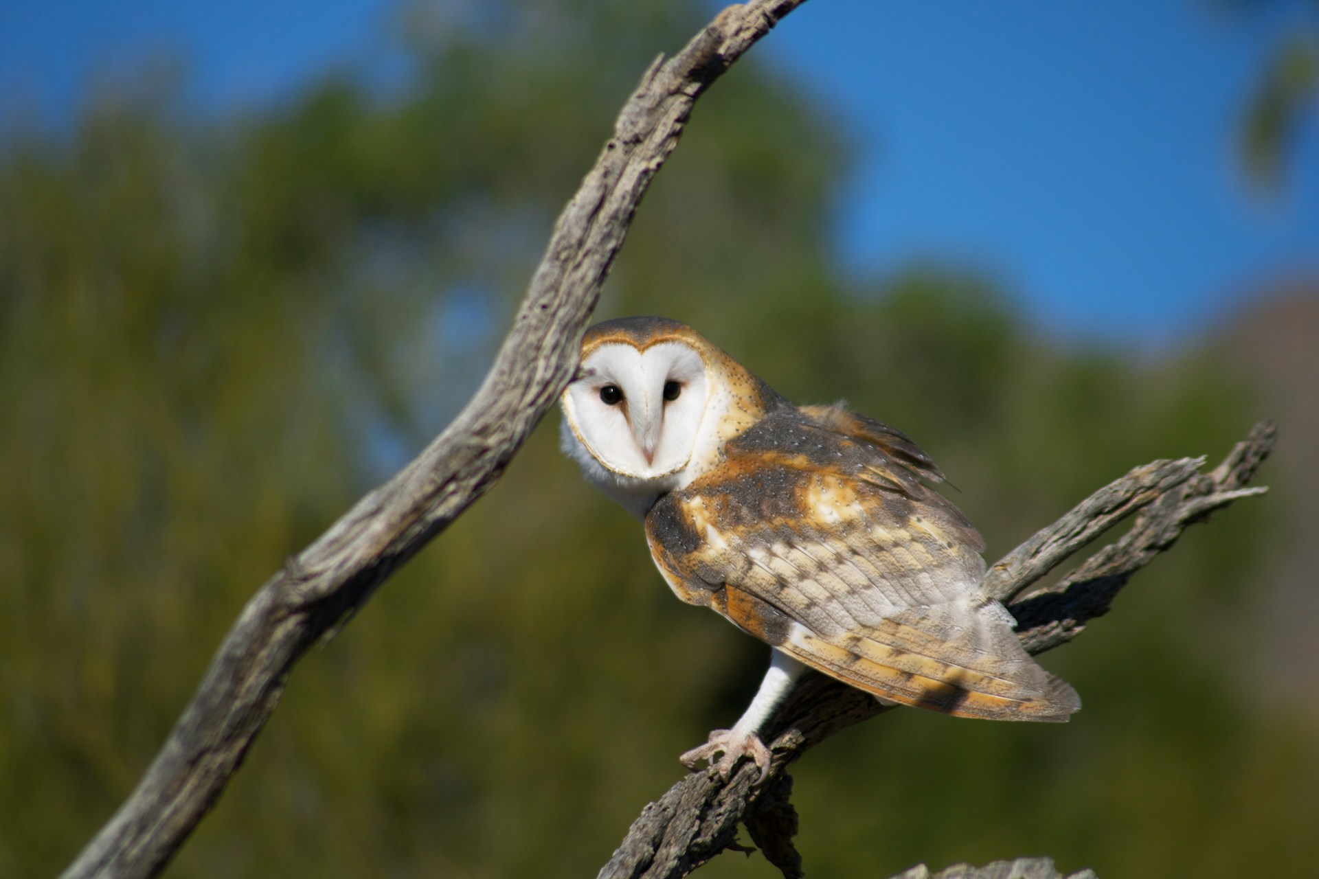 Barn Owl