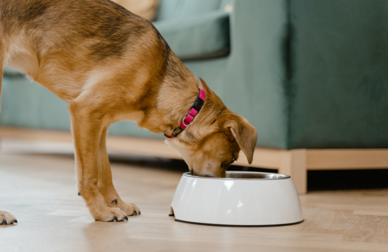 Dog eating food out of a bowl