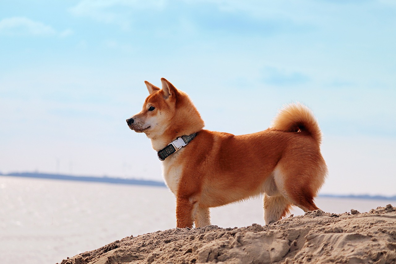 Shiba Inu dog