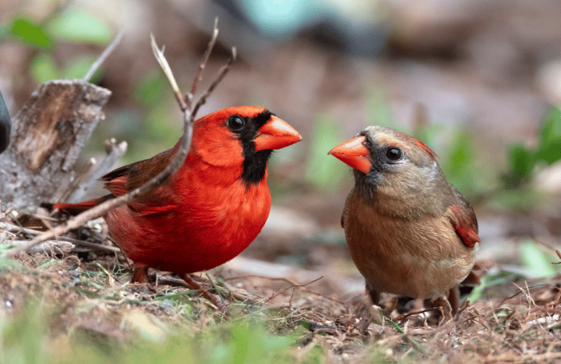 two cardinal birds together