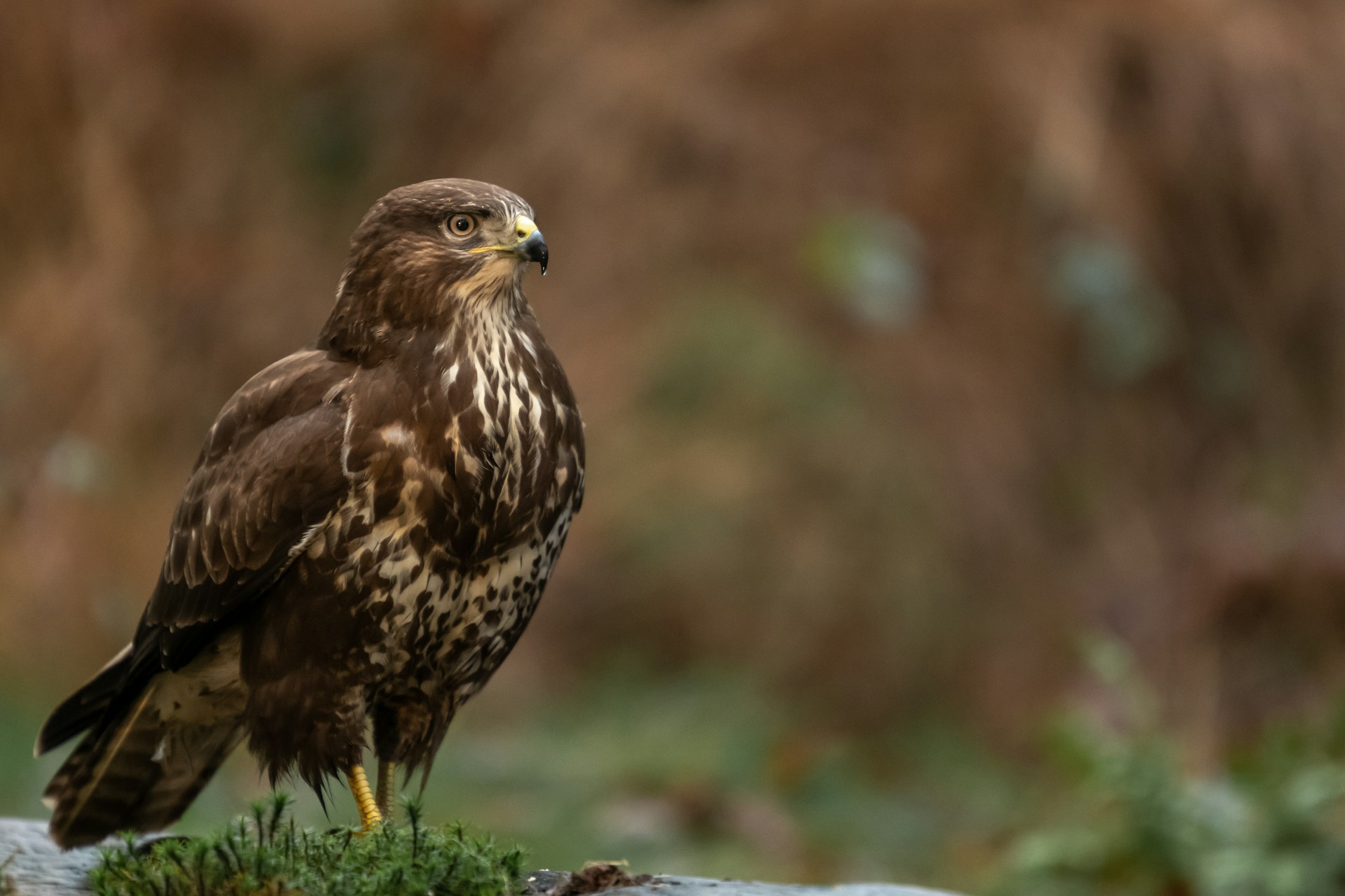 Buzzard