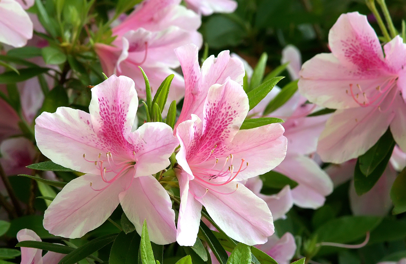 pink Azaleas 