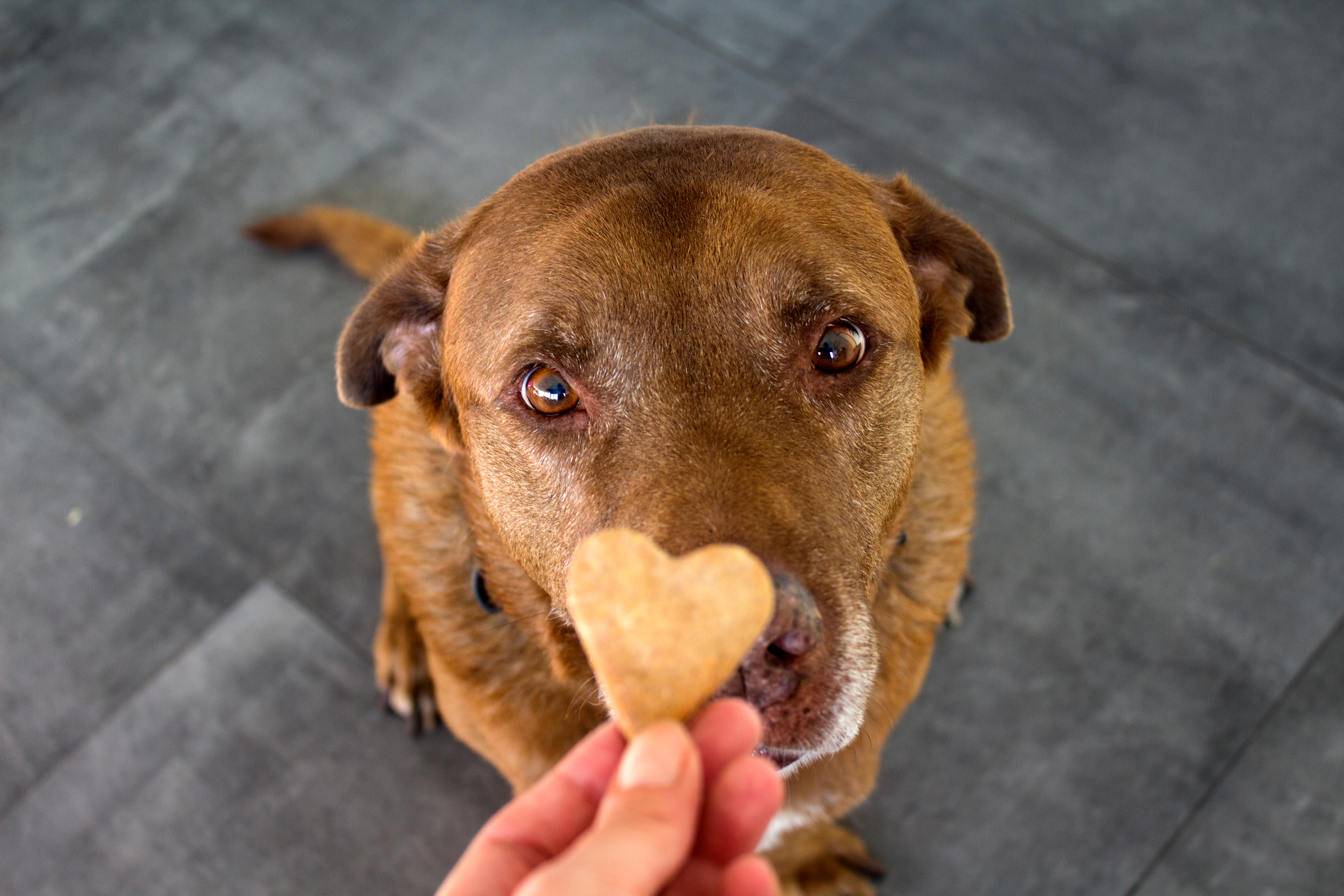 Dog with homemade treat love heart-shaped
