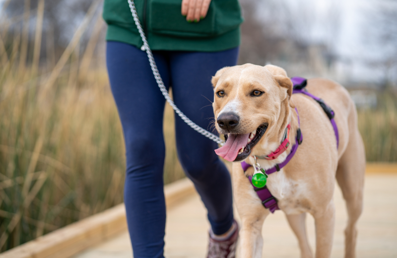 Happy dog with chain leash