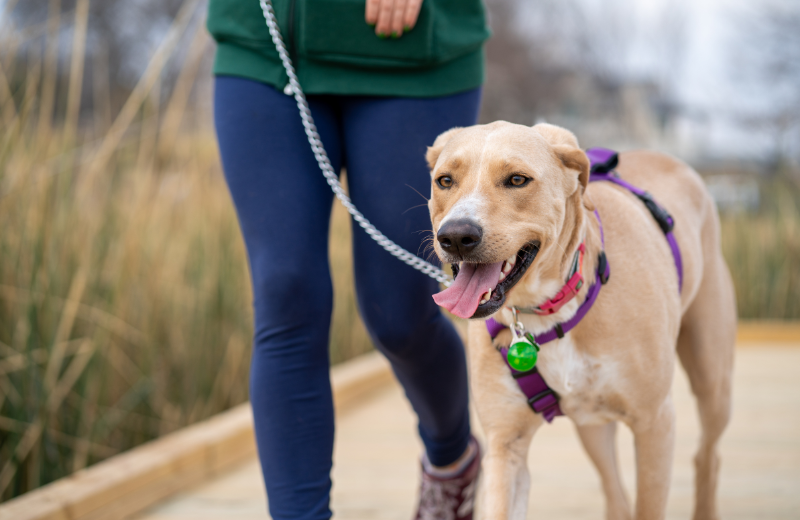 Outdoor Control: Walks and Public Settings