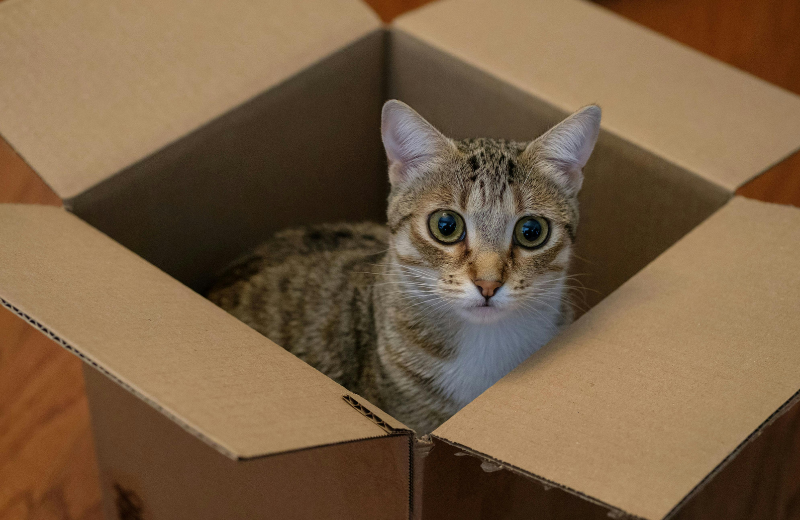 brown cat sitting in cardboard box