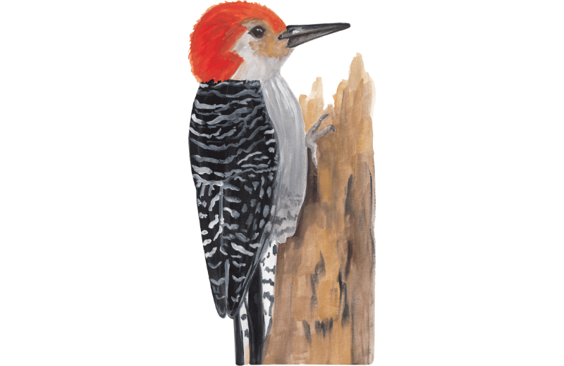 What Does Seeing a Woodpecker Mean?