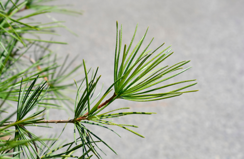Umbrella Pine