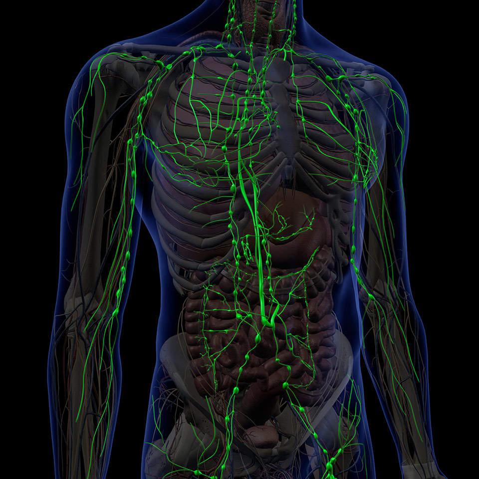 3D rendering illustrating the lymphatic system of a chest and abdomen