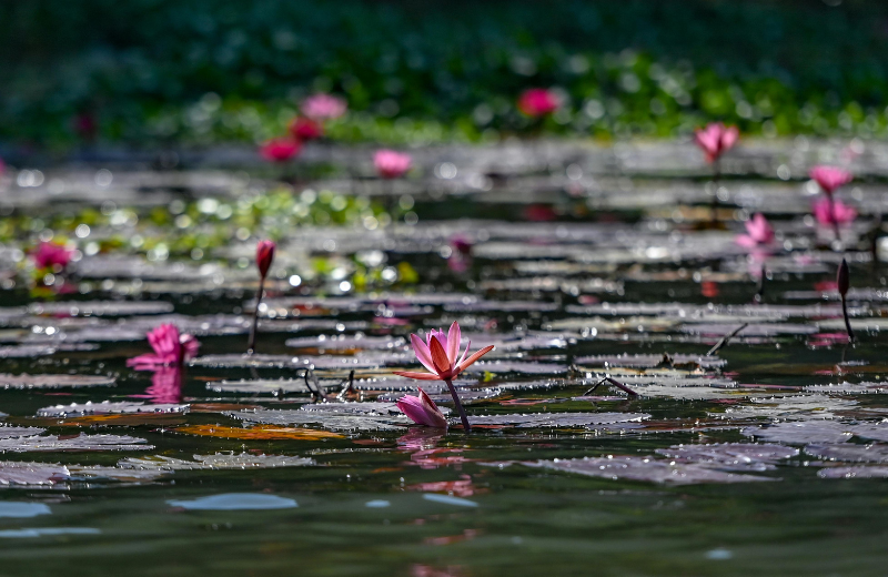 water lilies july birth flower