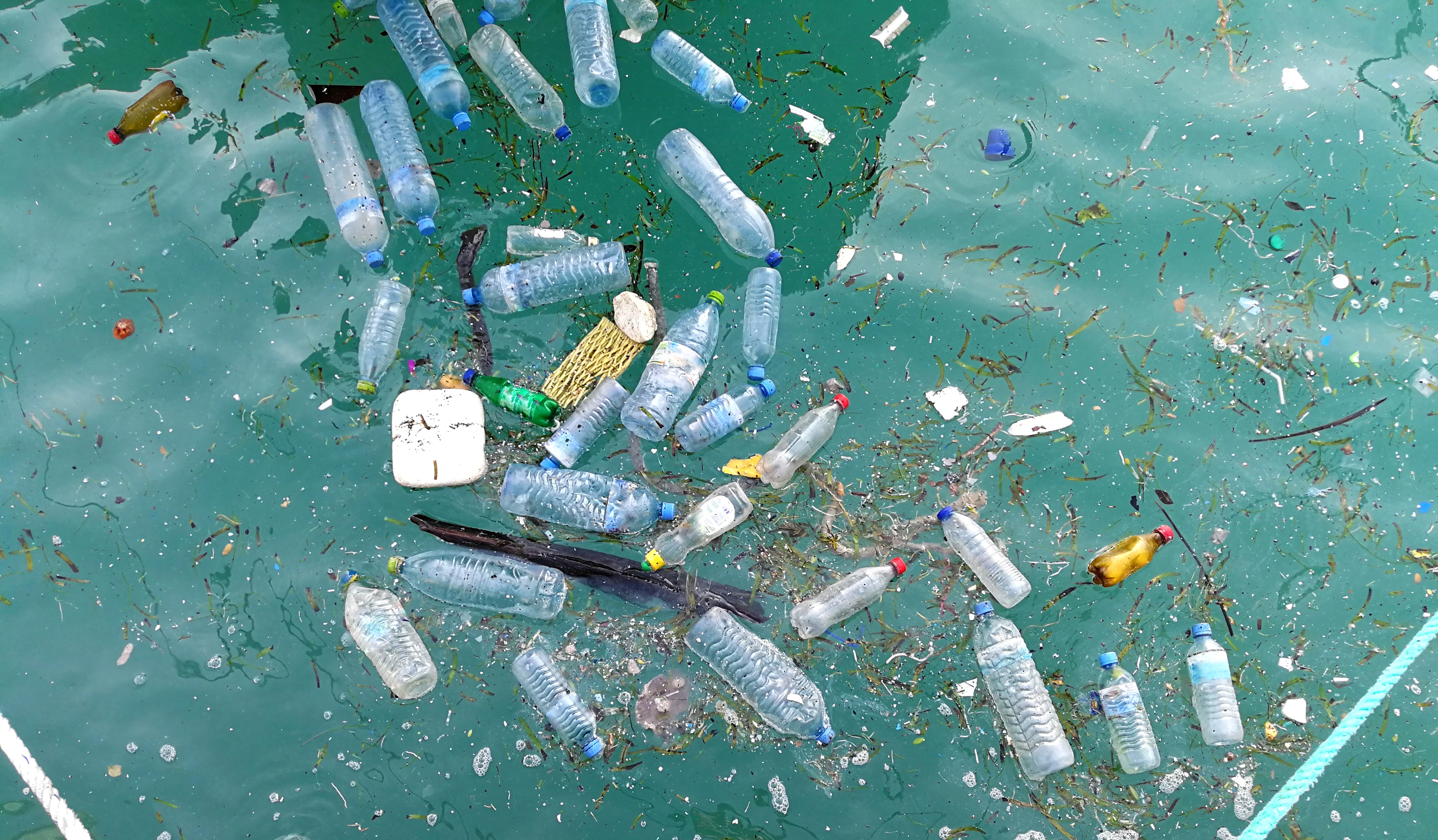 Impact of Plastic Pollution on Marine Life and Humans
