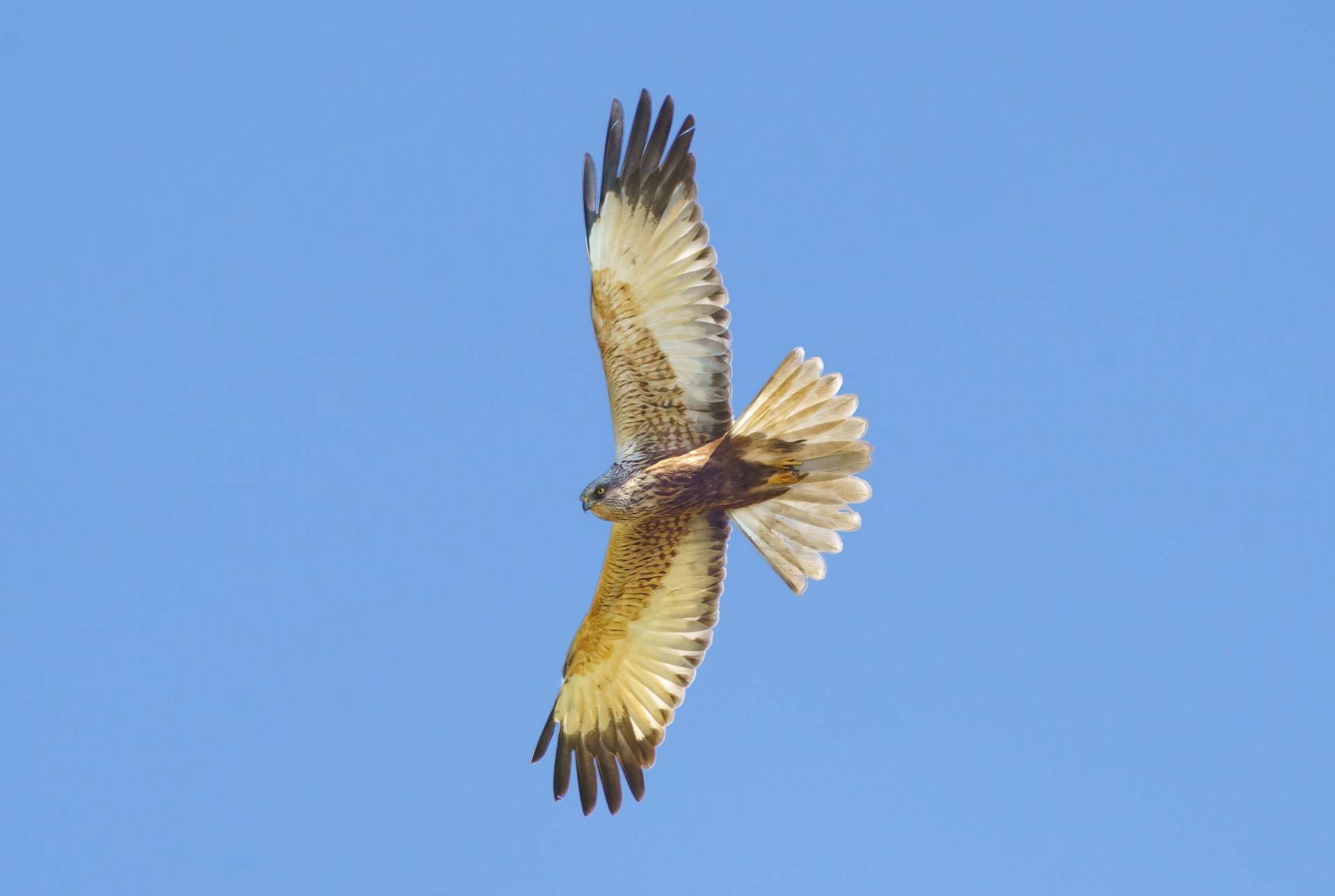 Marsh Harrier