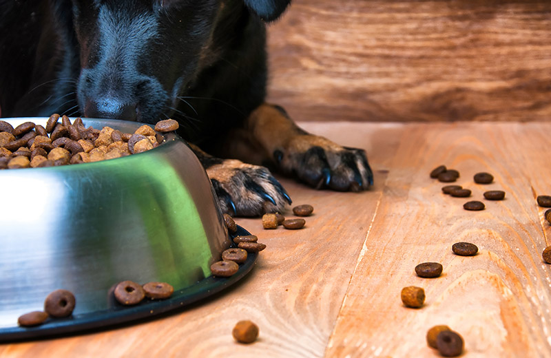 Dog next to spilled food bowl