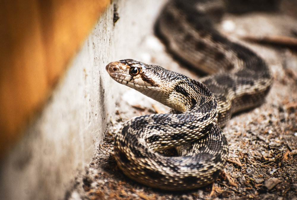 Gopher Snake