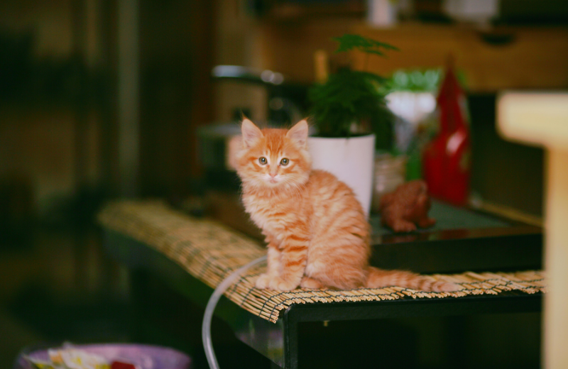 Why Do Cats Push Things Off Tables in Particular?