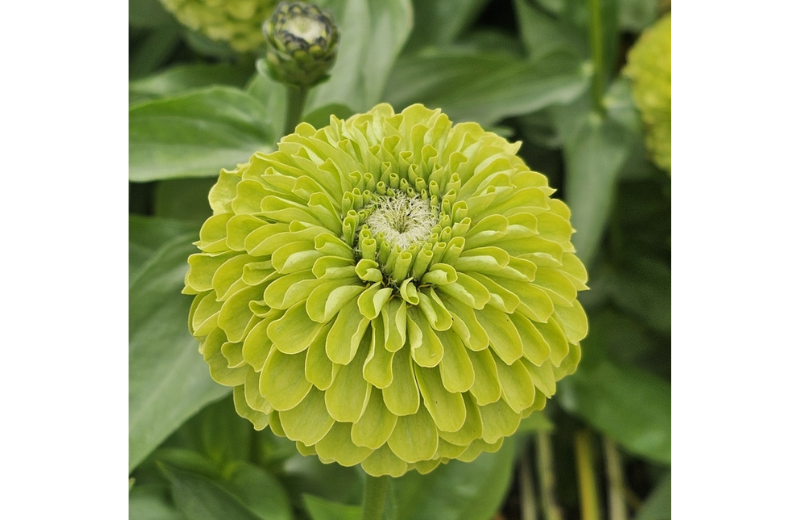 Green Zinnia
