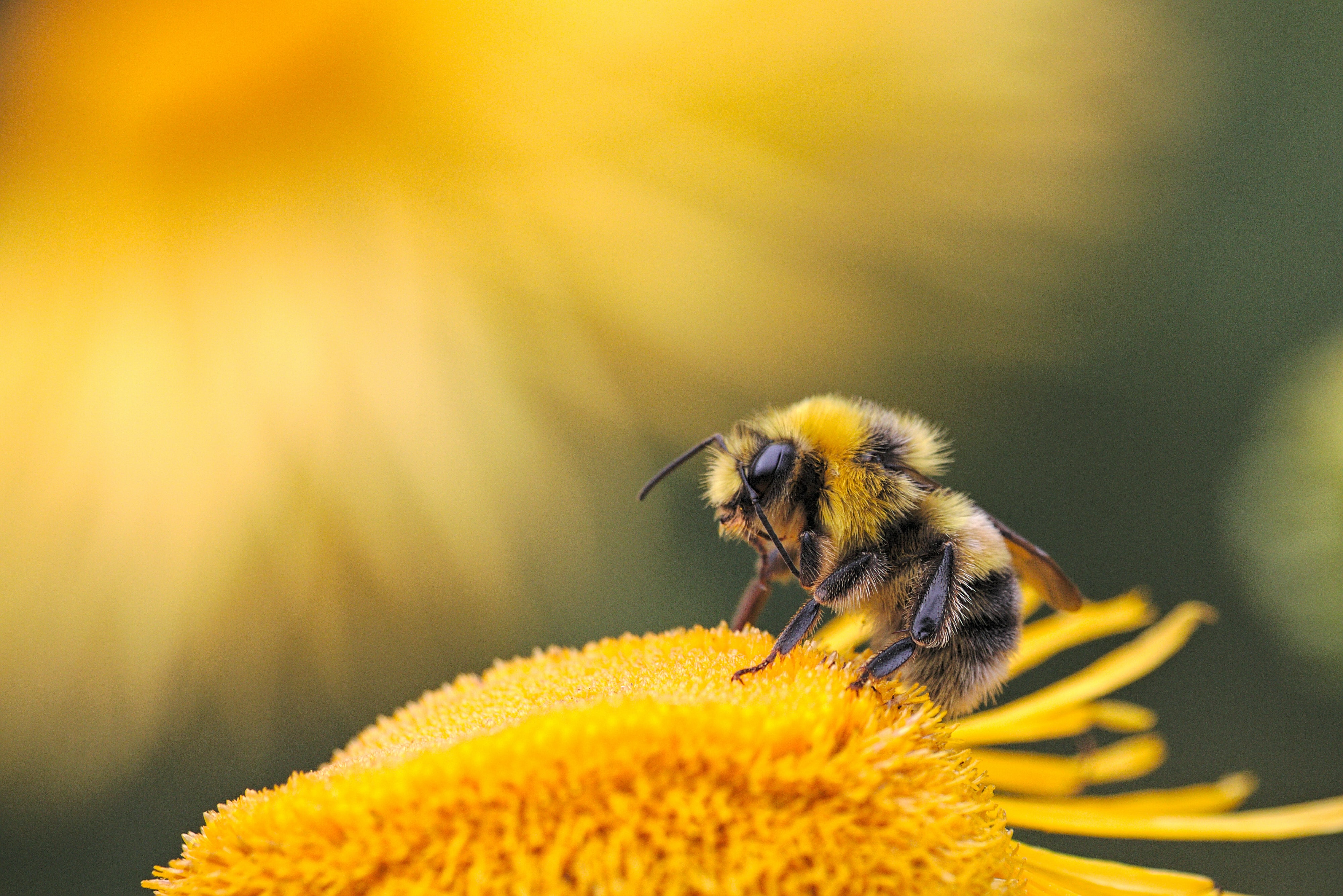 A bumble bee on a flower.