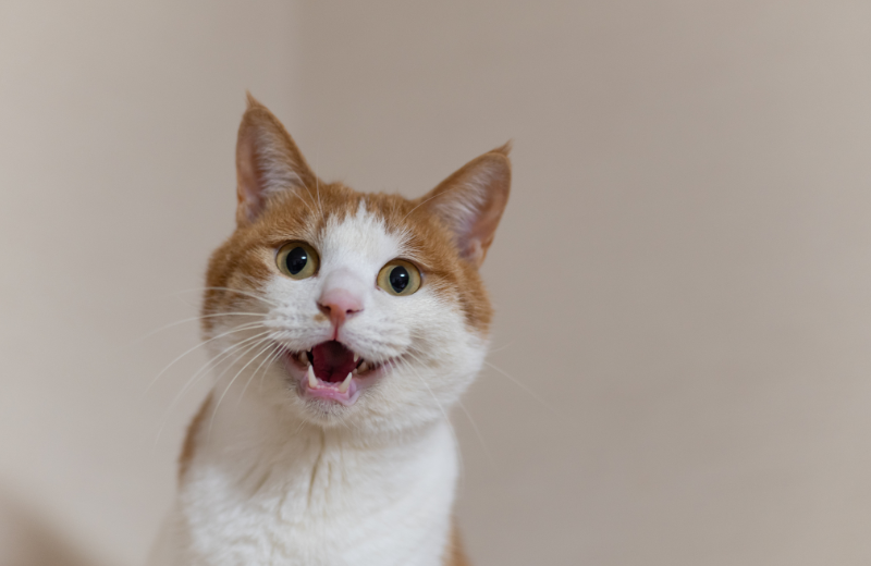 orange and white cat meowing for attention