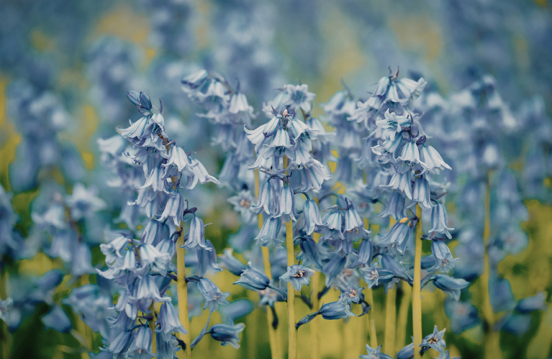 bluebells close up