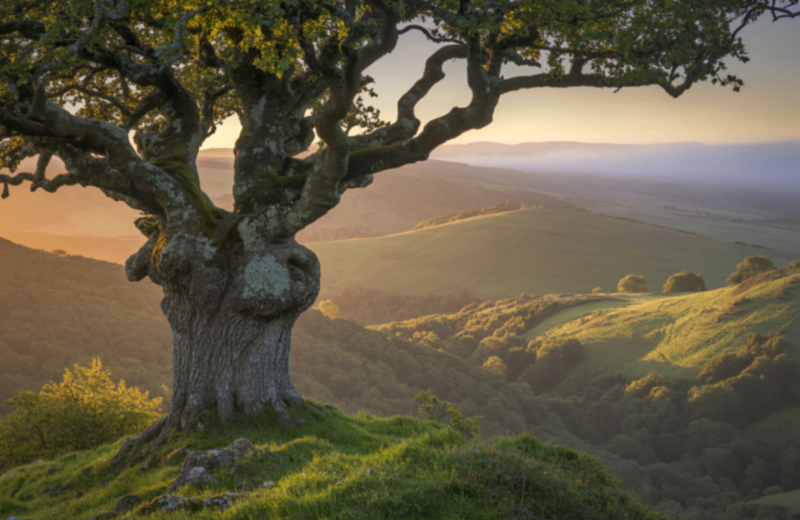 oak tree in meadow