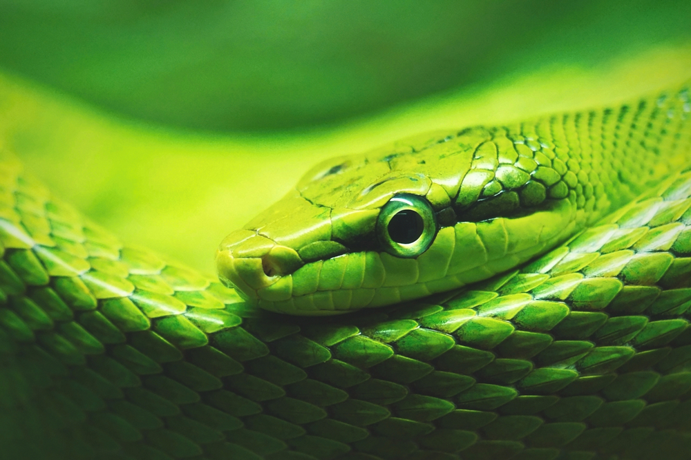 Closeup of a snake