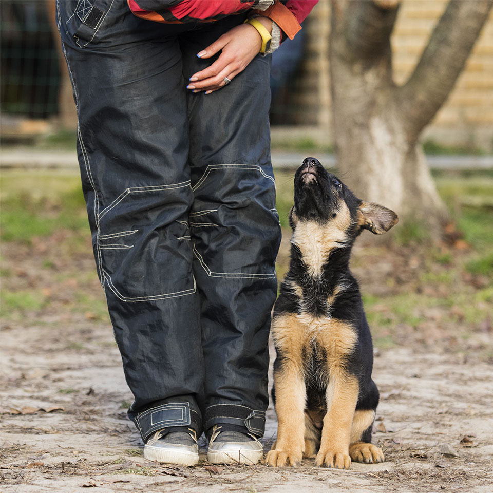 A small puppy writing by its owners legs.