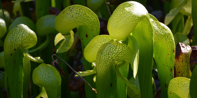 Cobra lily in its natural environment, carnivorous plants